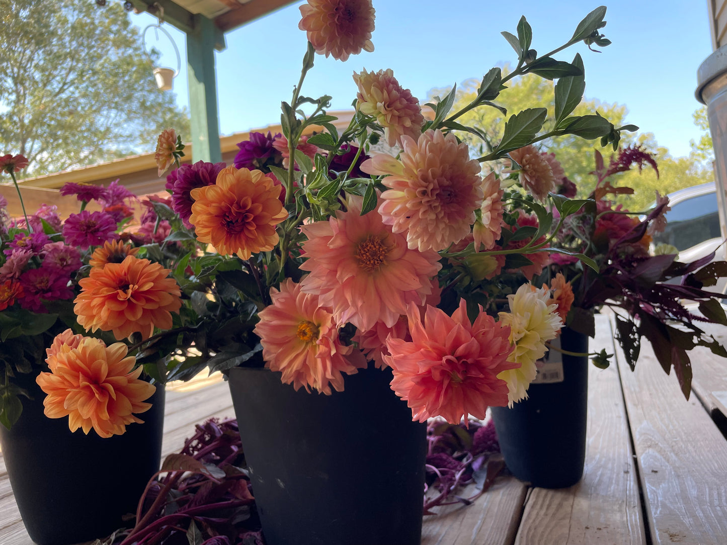 Dahlia Fall Subscription (4 Bouquets)