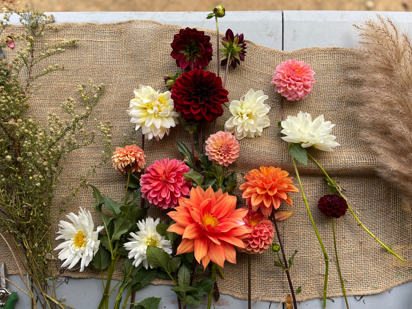 Dahlia Fall Subscription (4 Bouquets)