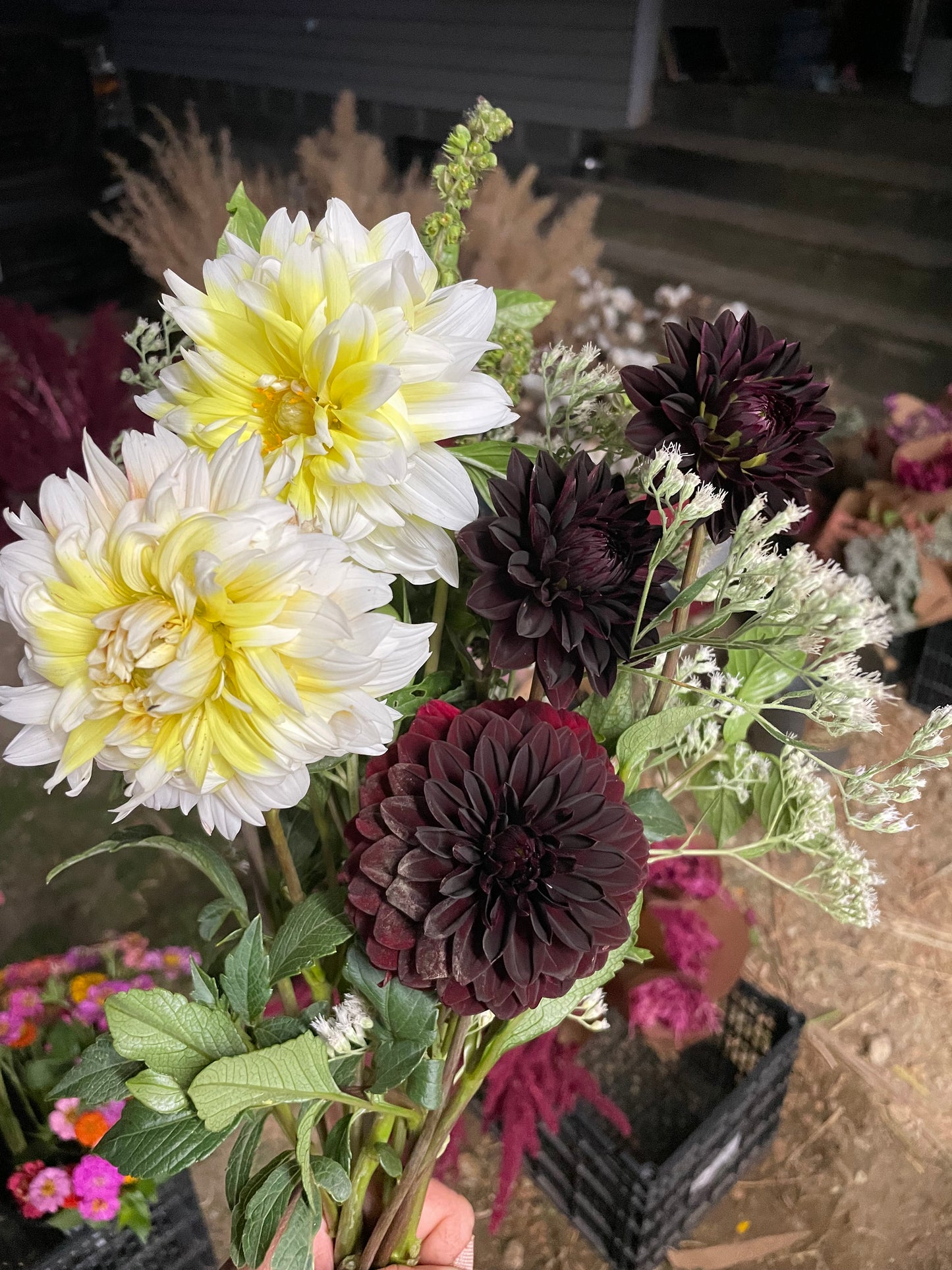 Dahlia Fall Subscription (4 Bouquets)