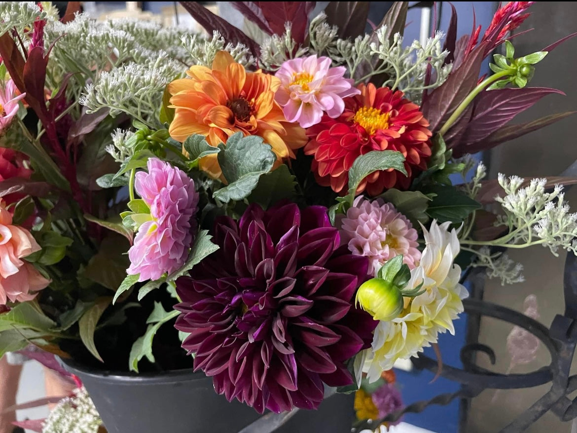 Dahlia Fall Subscription (4 Bouquets)