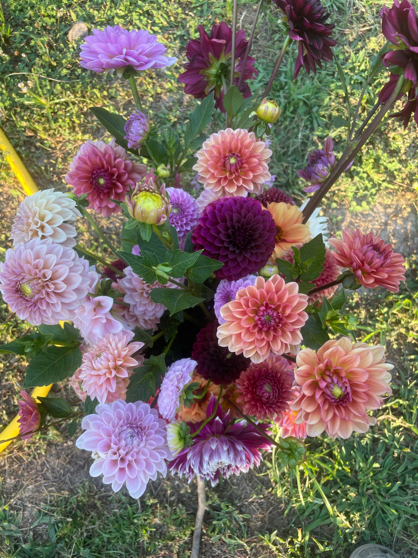 Dahlia Fall Subscription (4 Bouquets)