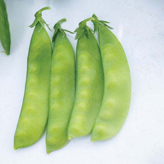 Snow Oregon Sugar Pod Pea