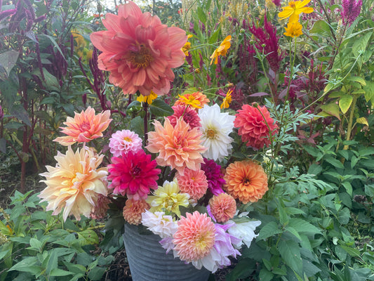 Dahlia Fall Subscription (6 Bouquets)