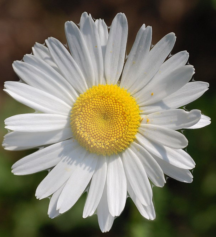 Ox Eye Daisy