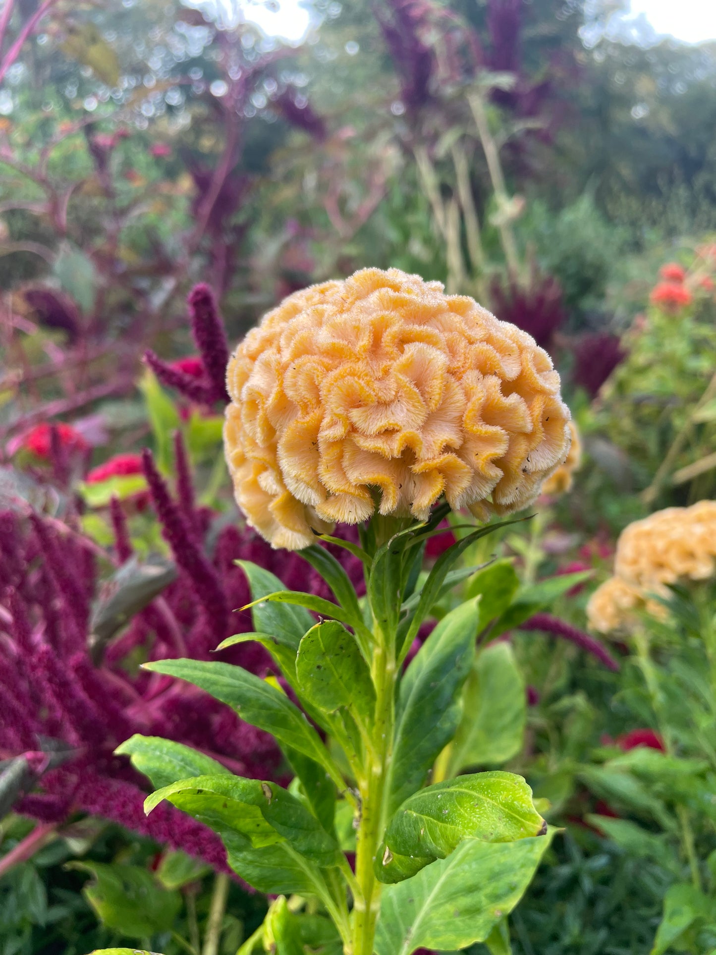 Celosia Cheif Mix