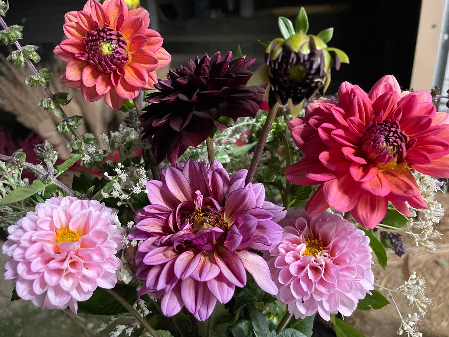 Dahlia Fall Subscription (6 Bouquets)