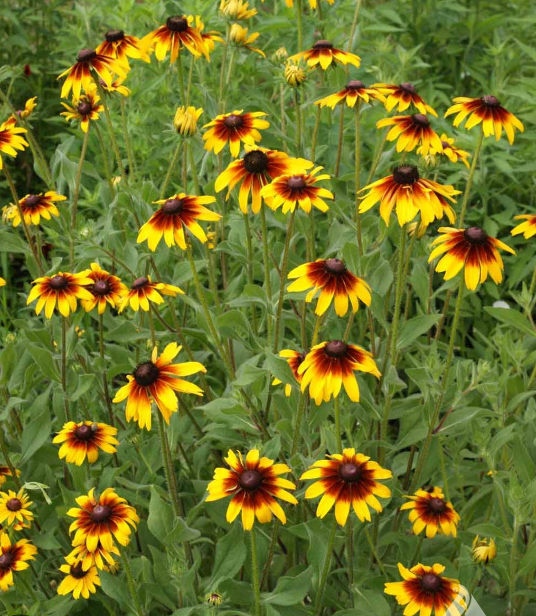 Gloriosa Daisy