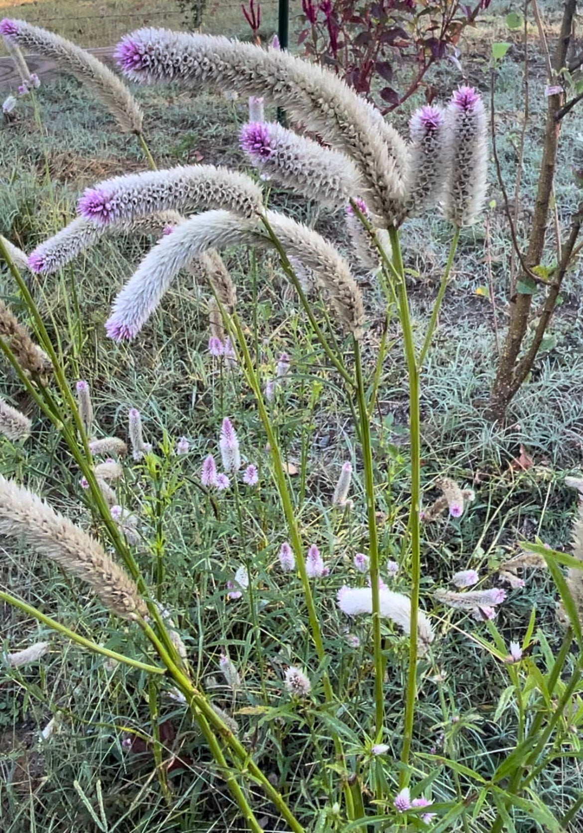 Celosia White Feathered