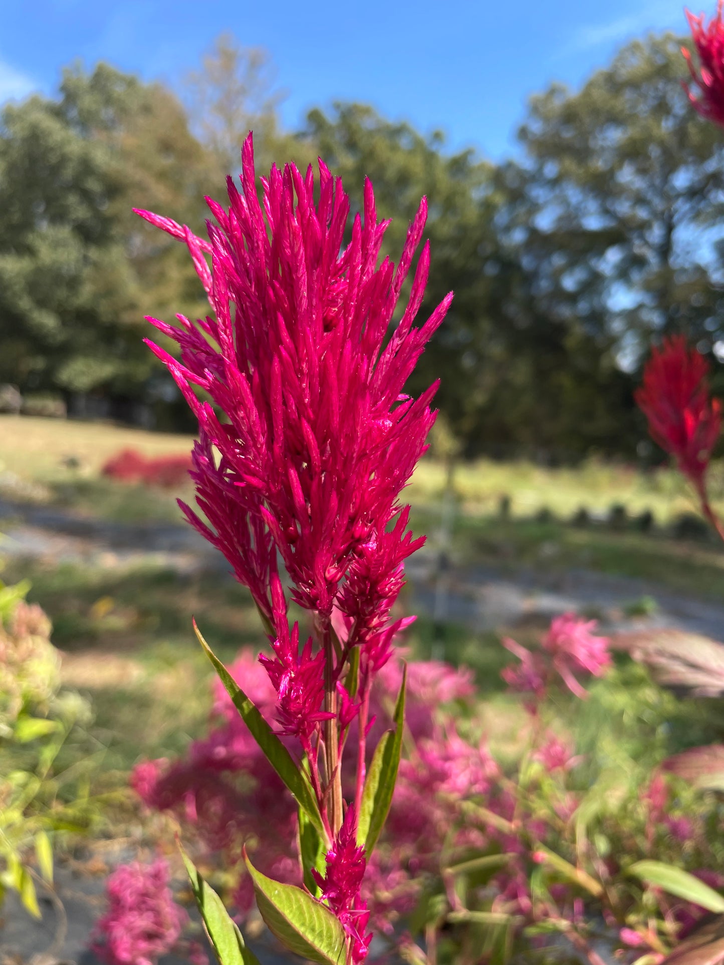 Celosia Pink Pampas