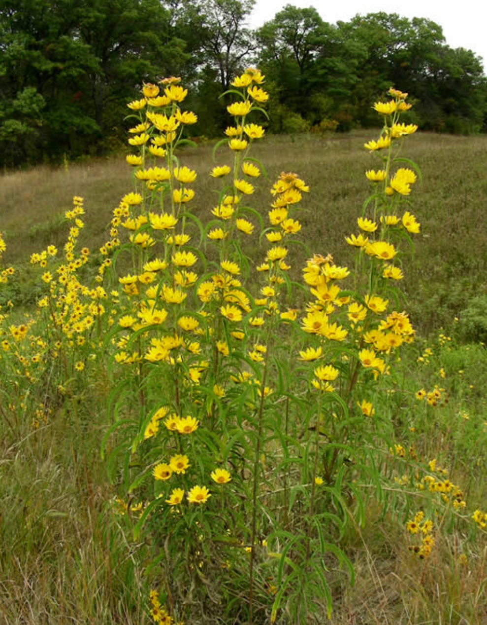 Maximillian Sunflower