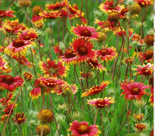 Blanket Flower