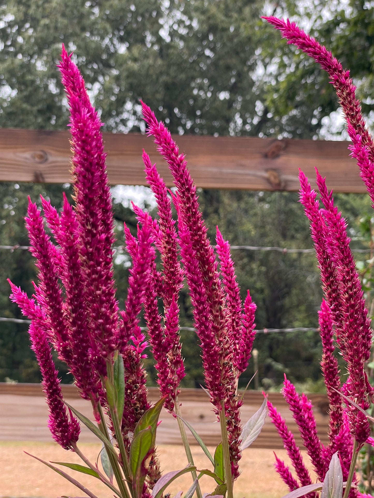 Celosia Pink Mix