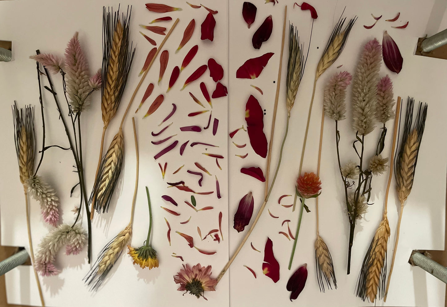 Pressed Flower Preservation