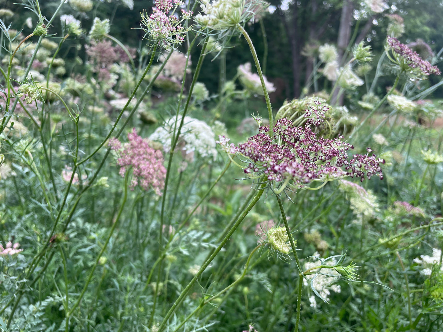 Dara/ Daucus (Queen Ann’s Lace)