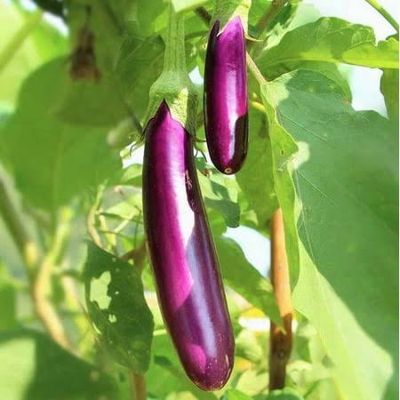 Long Purple Eggplant