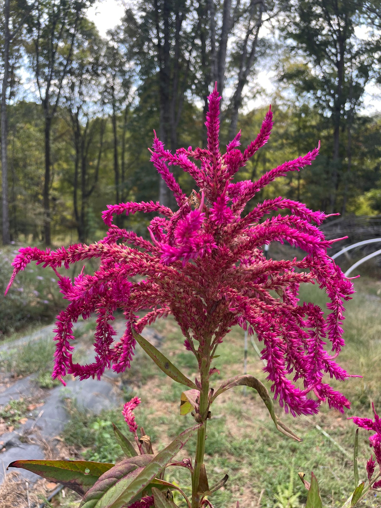 Celosia Pink Mix