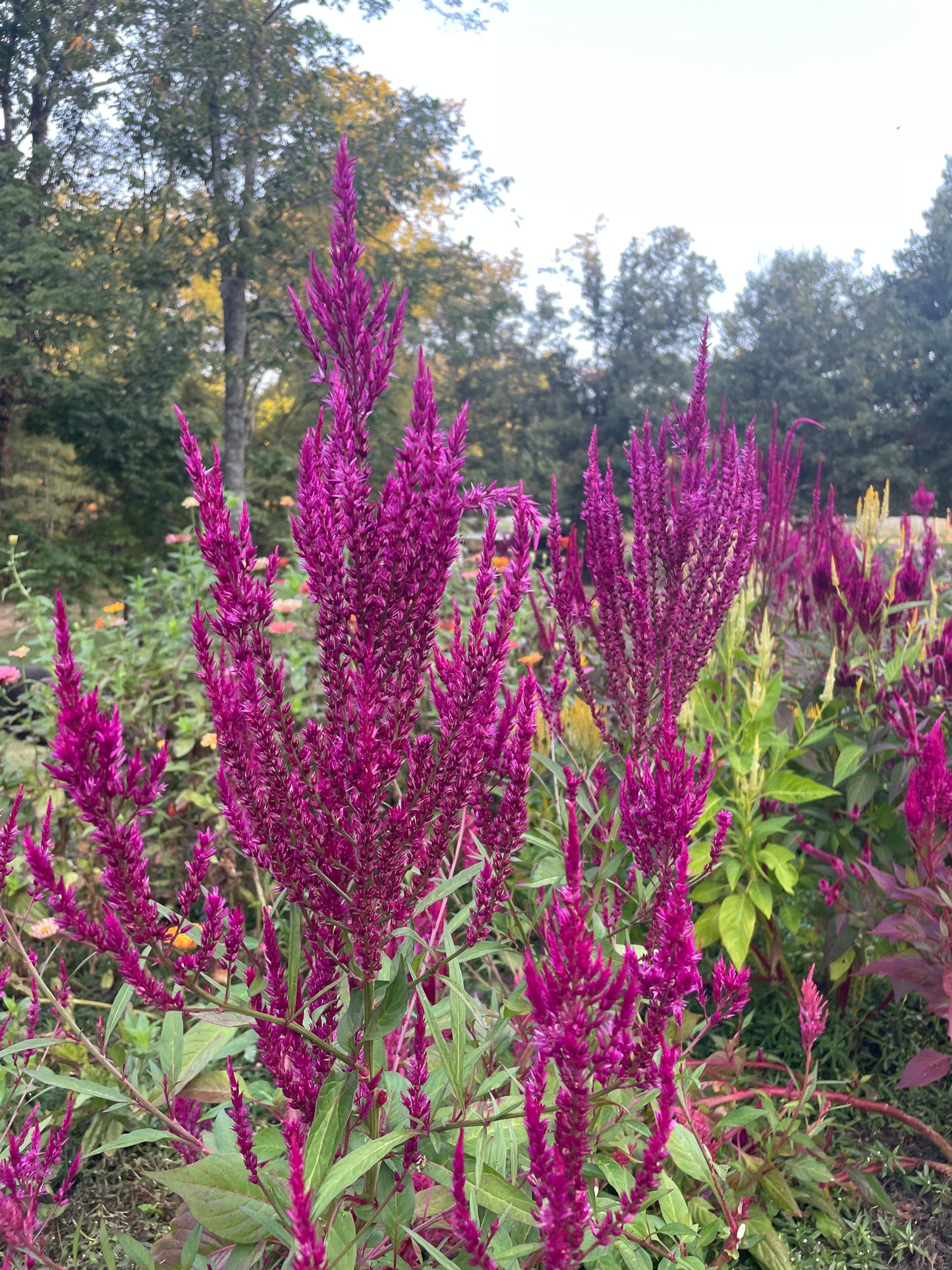 Celosia Sylphid Pink