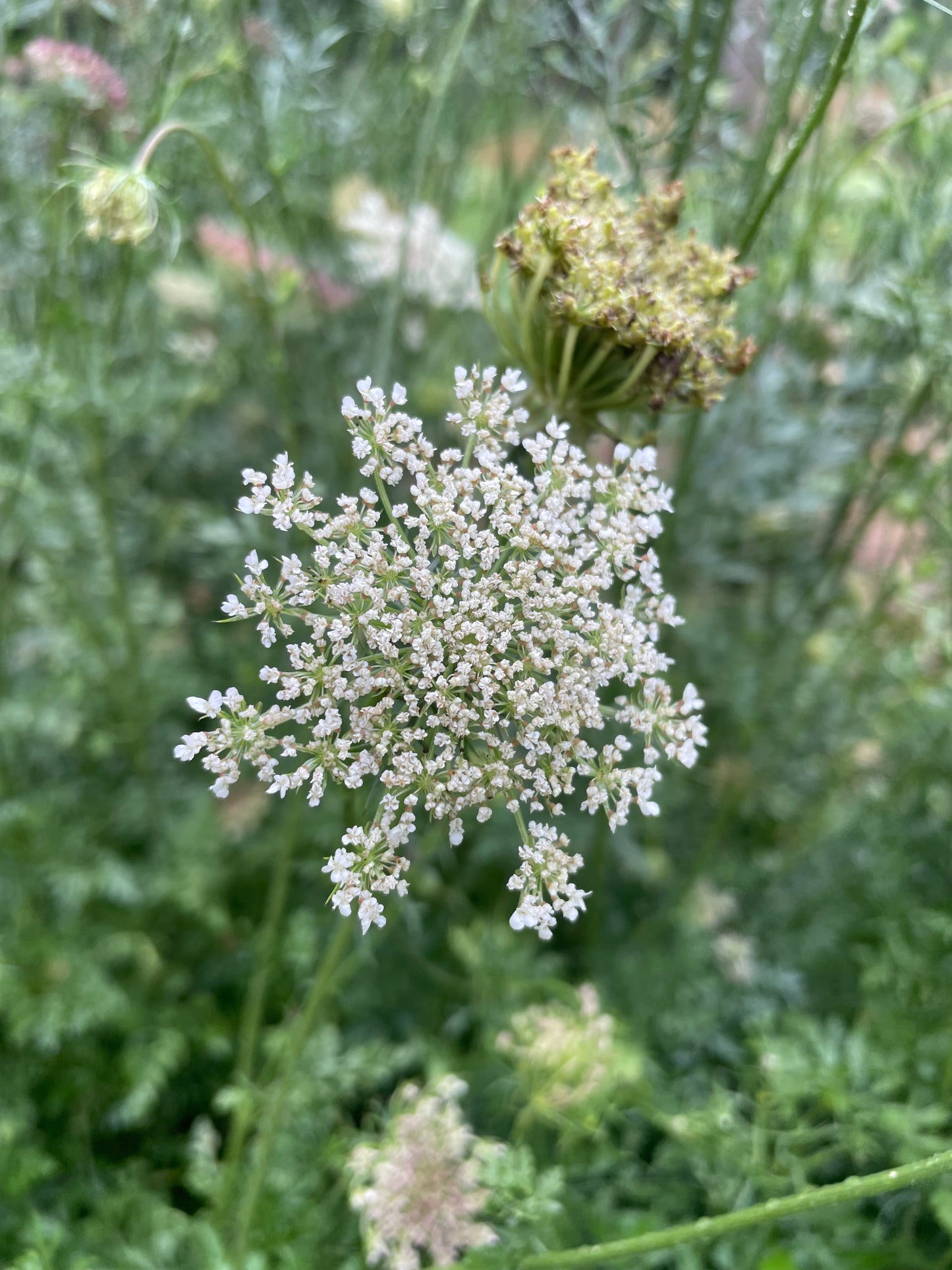 Dara/ Daucus (Queen Ann’s Lace)