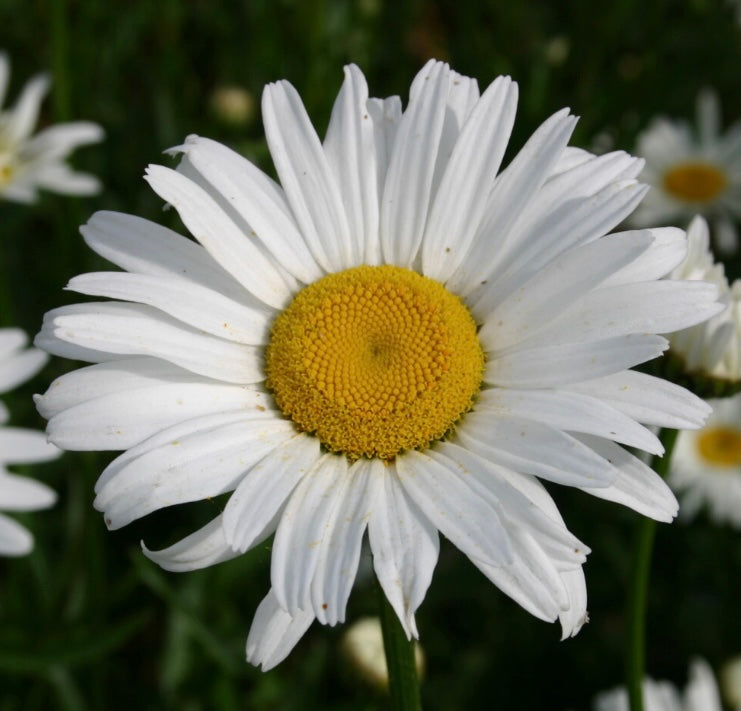 Shasta Daisy