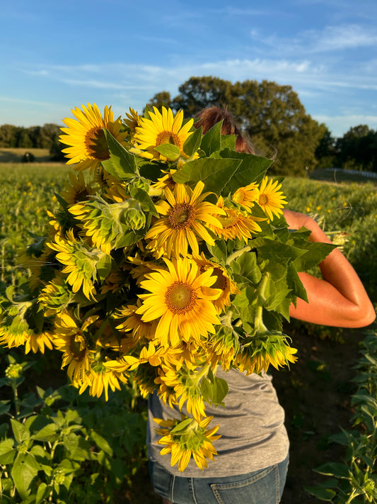 U-Pick Sunflowers Saturday, June 22, 8-10am