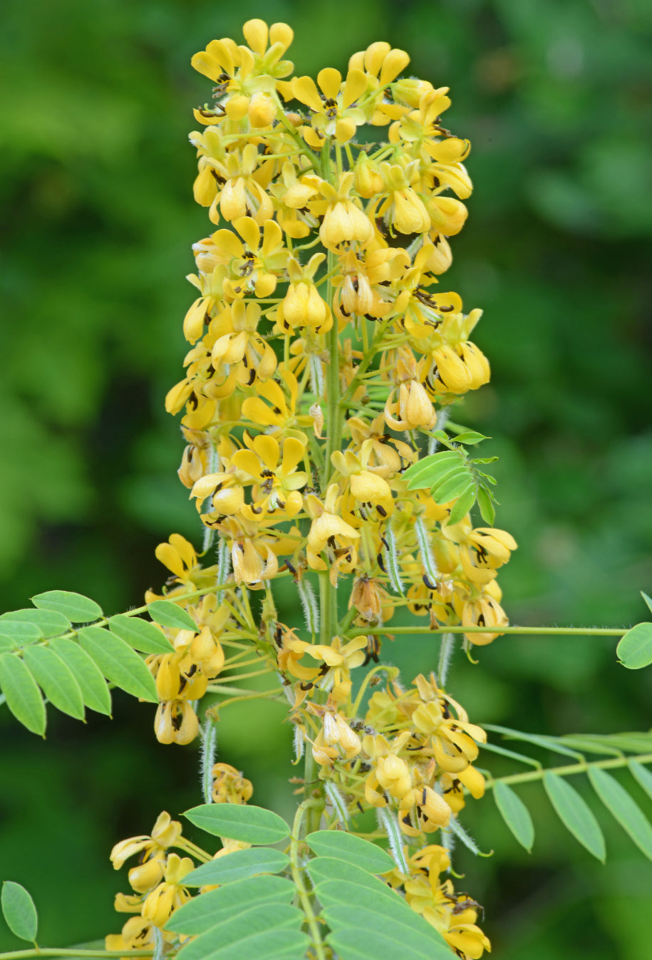 American Senna