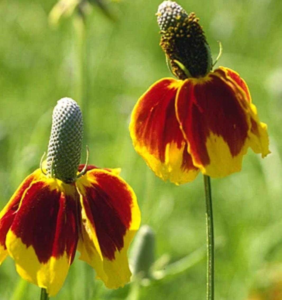 Mexican hat