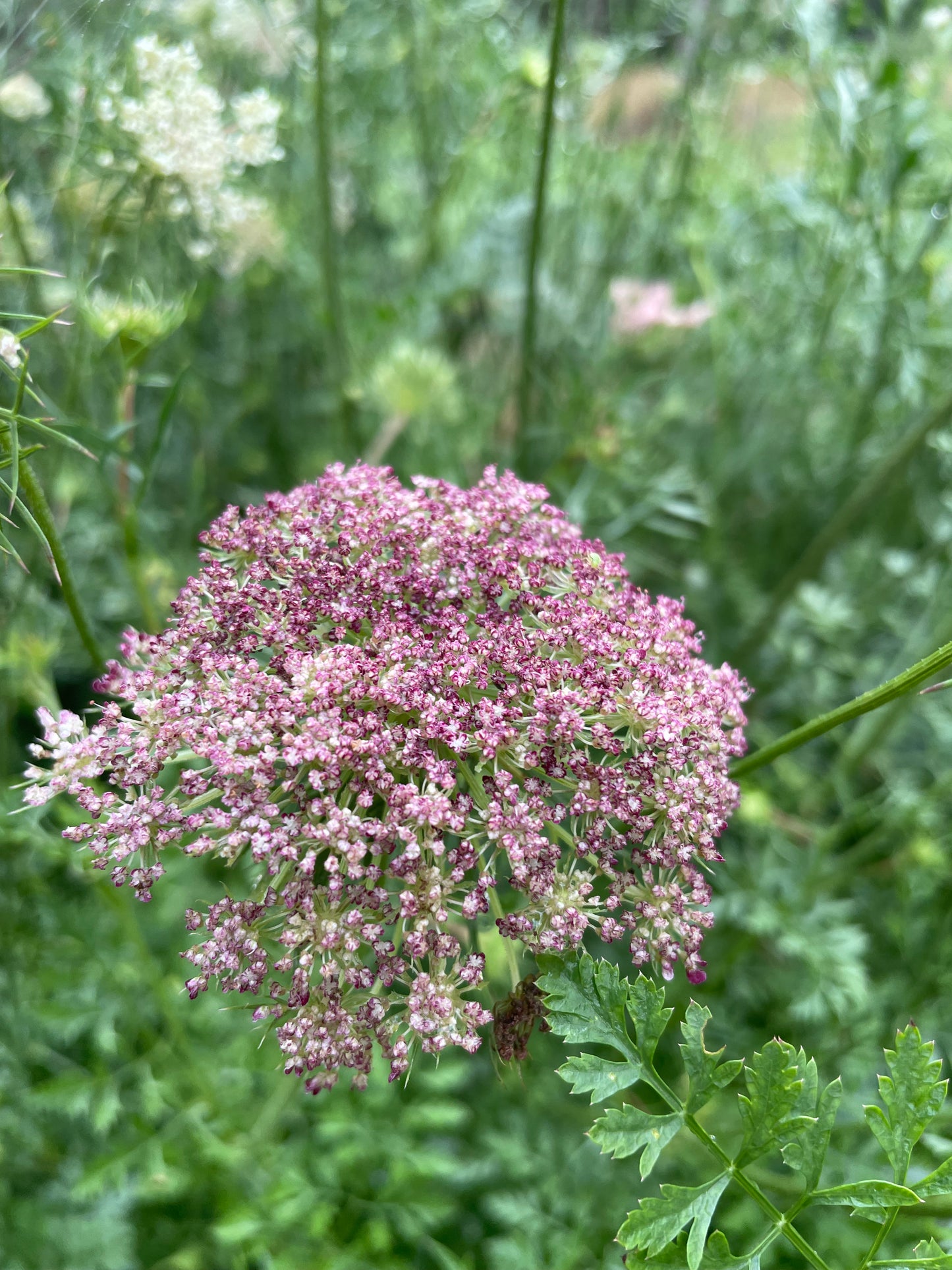 Dara/ Daucus (Queen Ann’s Lace)