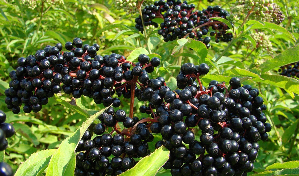 Elderberry - John’s