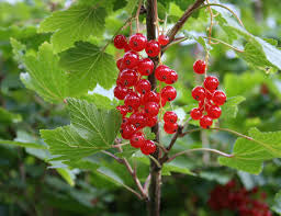 Currants - Perfection (Red)