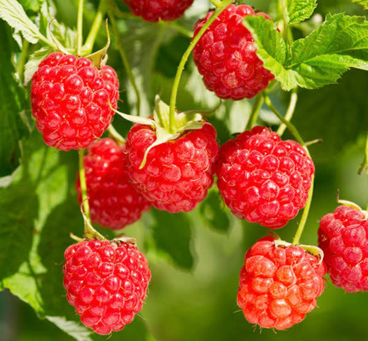 Raspberry - Heritage 2 yr