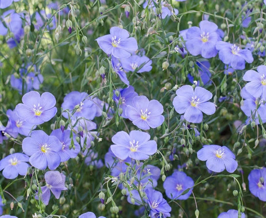 Blue flax