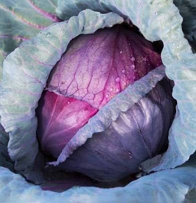 Red Acre Cabbage