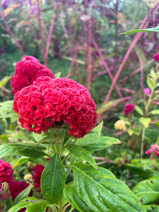 Celosia Cheif Mix