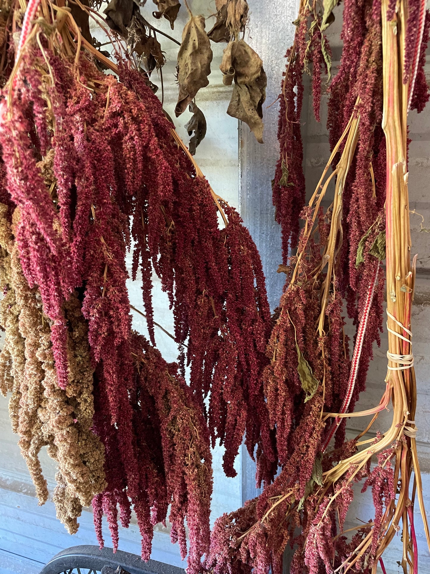 Red Amaranth