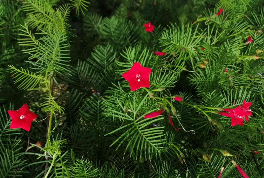 Cypress Vine