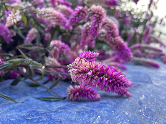 Celosia Purple Feathered