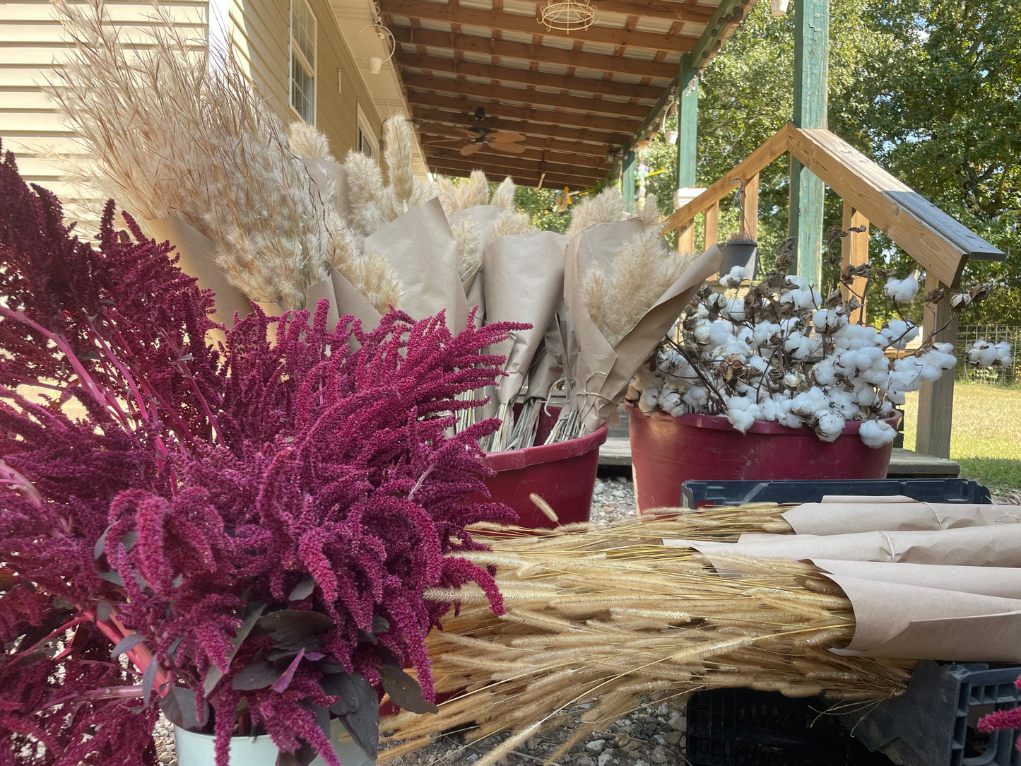 Red Amaranth