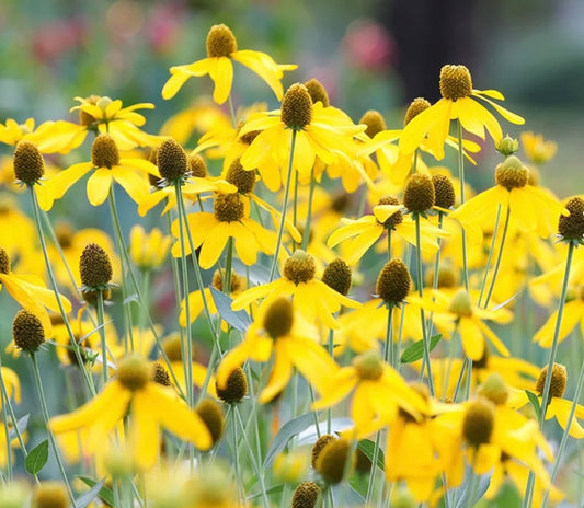 Yellow Prairie Coneflower