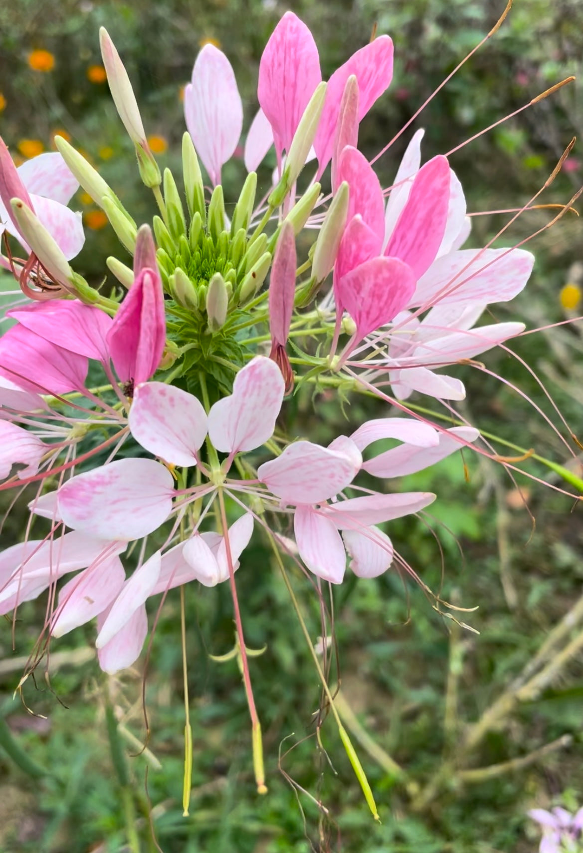 Cleome