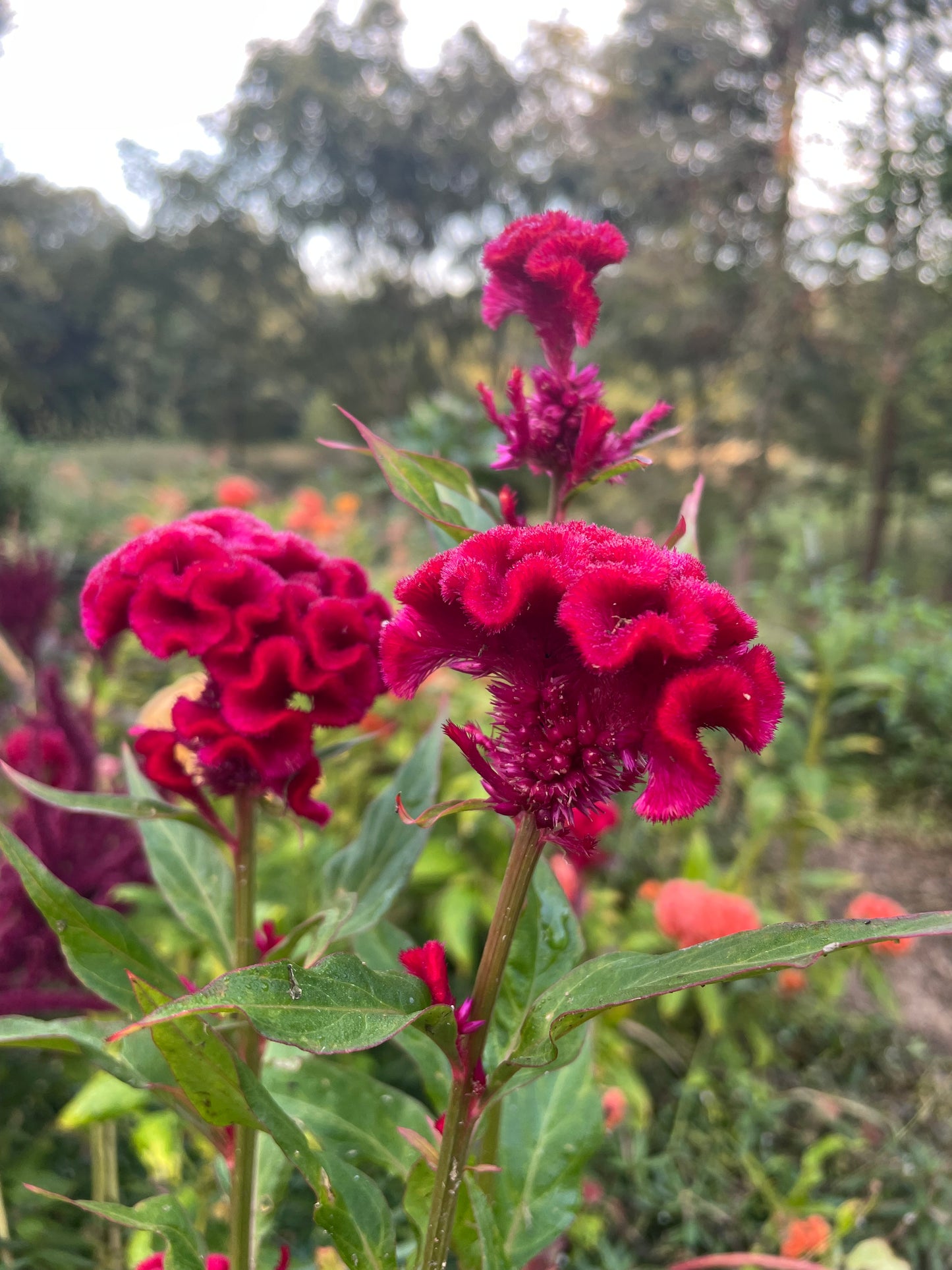 Celosia Cheif Mix