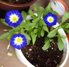 Morning Glory Dwarf Tricolor