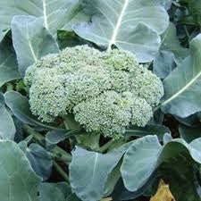 Green Sprouting Broccoli