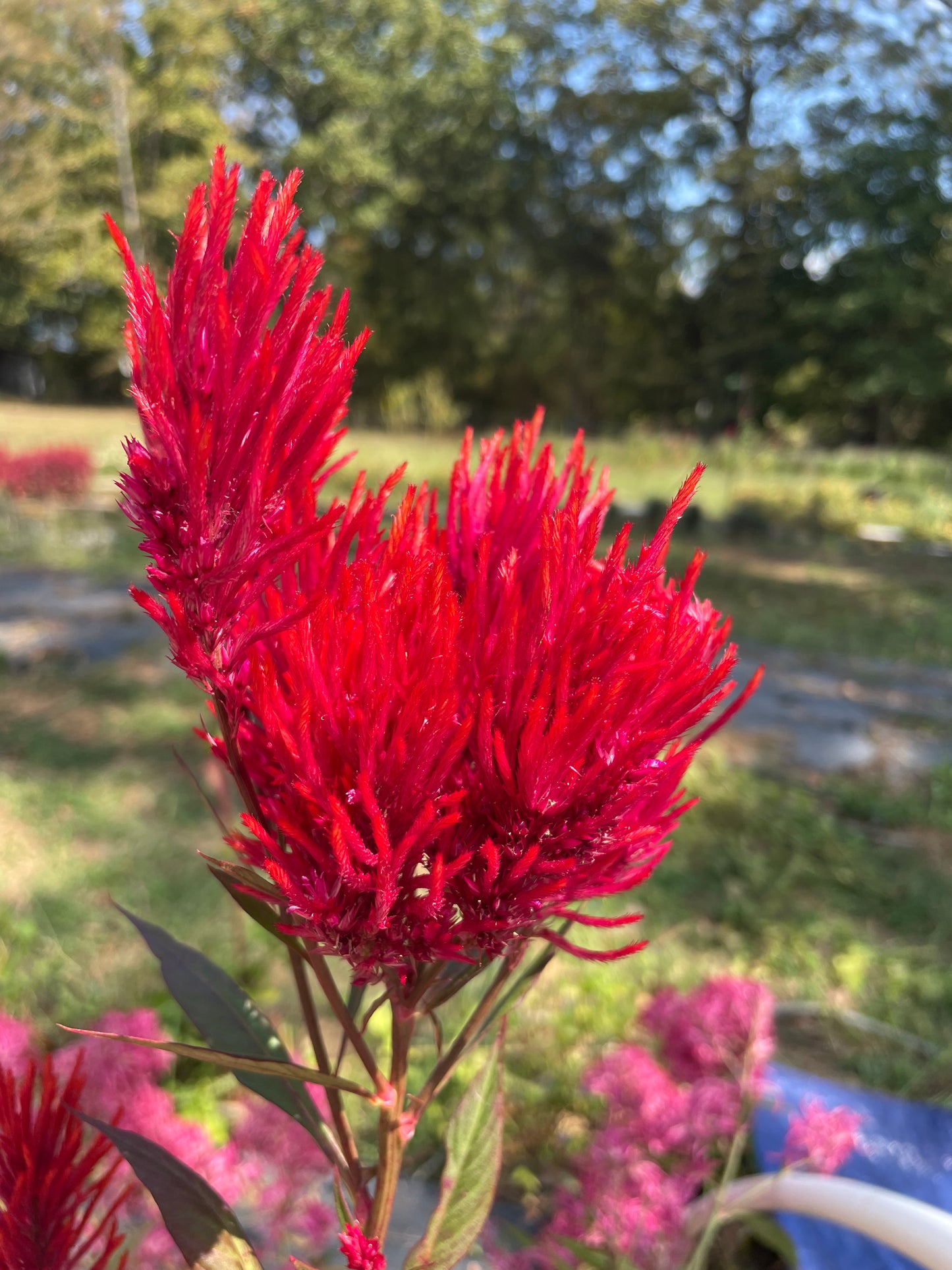 Celosia Pink Mix