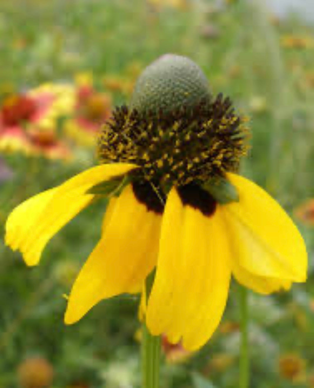 Clasping Coneflower