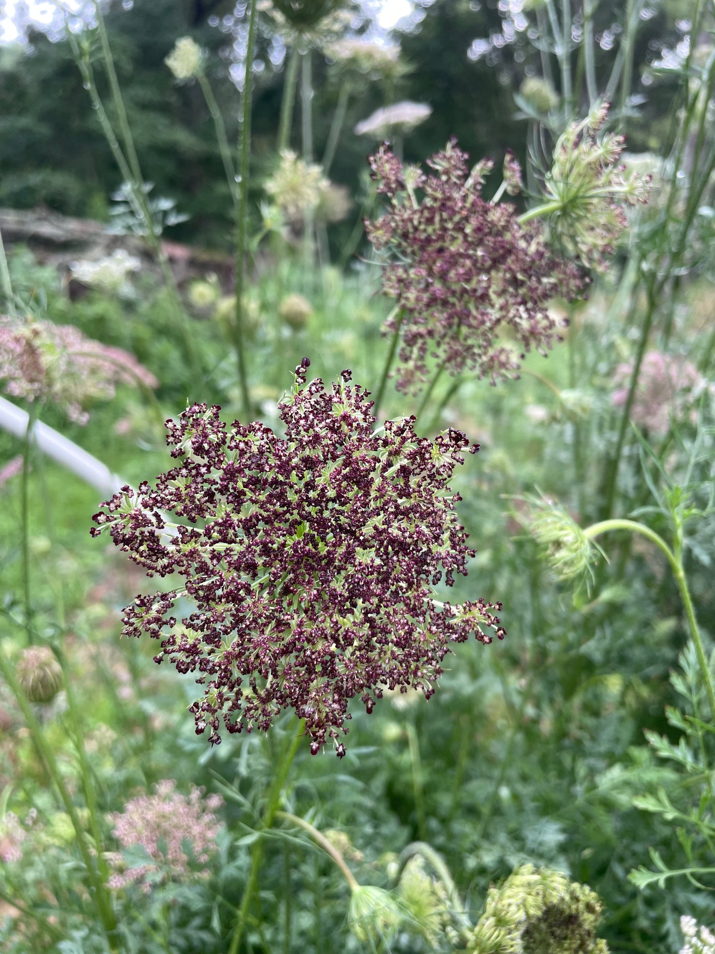 Dara/ Daucus (Queen Ann’s Lace)