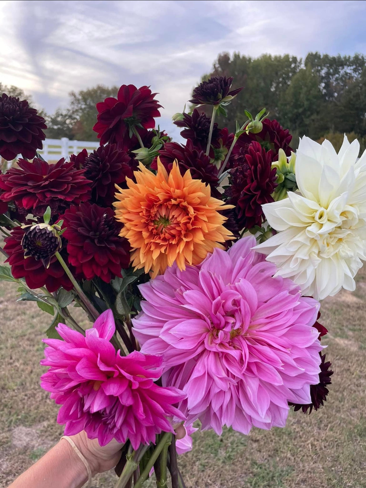 Dahlia Fall Subscription (6 Bouquets)