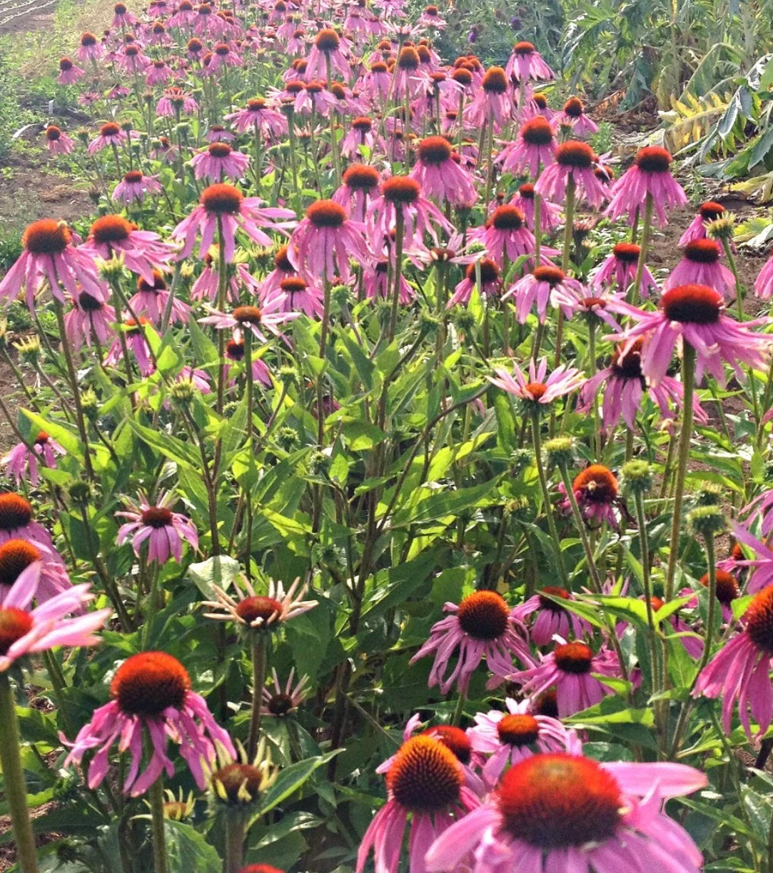 Purple Coneflower