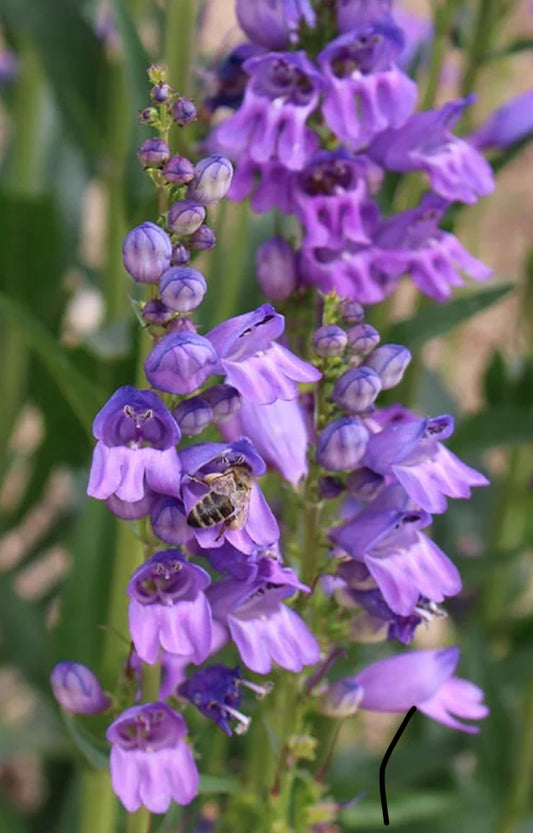 Rocky Mountain Penstemon