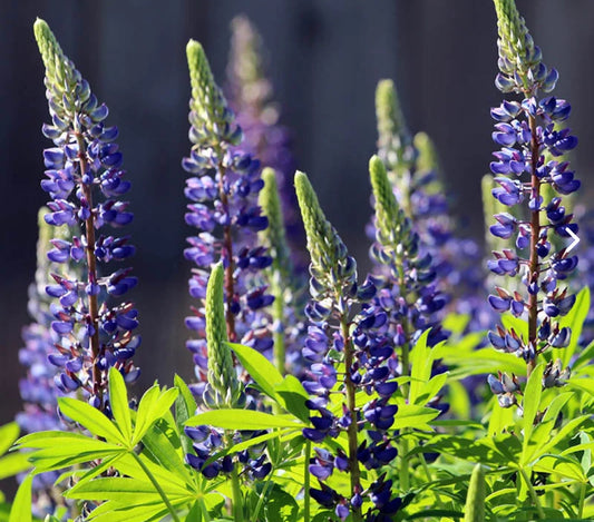 Perennial Lupine