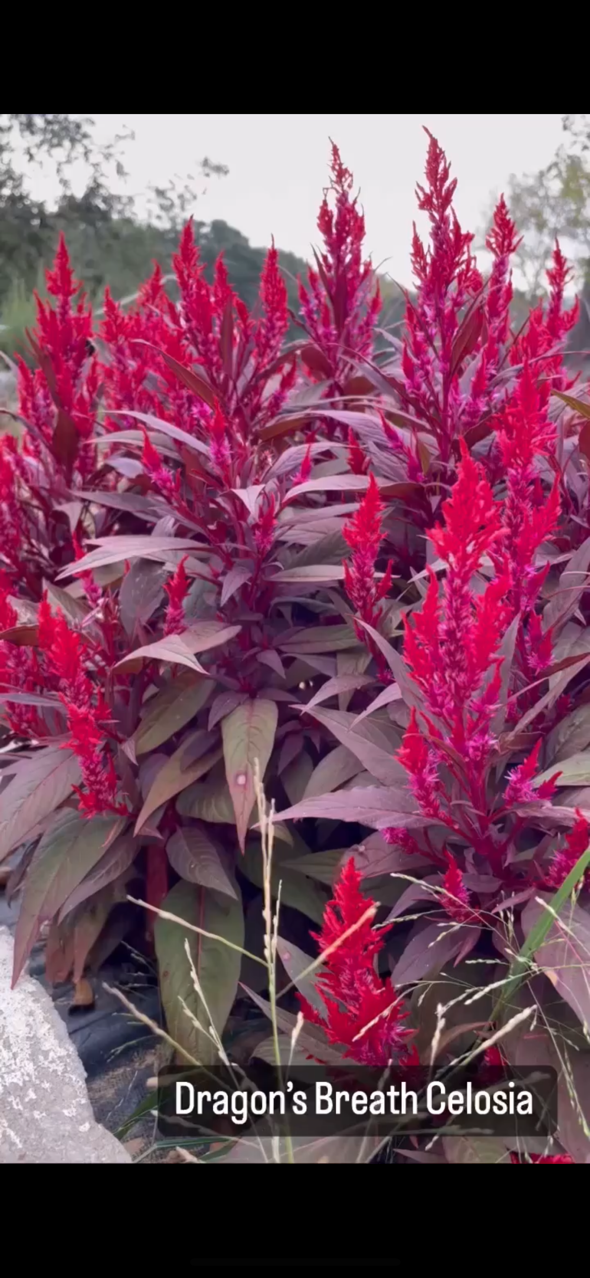 Celosia Dragon’s Breath